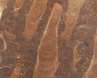 Polished Stromatolite (Jurusania) From Russia - Million Years #57556-1